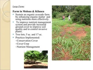 Large Farms Farm in Moloaa & Kilauea Sustain an organic avocado farm by enhancing organic matter  and using nutrients more effectively.  To improve nutrient management system and provide increased ground cover to improve soil quality and to control invasive plants.  Two lots; 5 ac. and 17 ac. Practices Implemented: ~Conservation Cover ~Cover Crop  ~Nutrient Management  