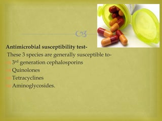
Antimicrobial susceptibility test-
These 3 species are generally susceptible to-
 3rd generation cephalosporins
 Quinolones
 Tetracyclines
 Aminoglycosides.
 