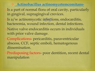 
 Actinobacillus actinomycetemcomitans-
Is a part of normal flora of oral cavity, particularly
in gingival, supragingival crevices.
Is a/w actinomycotic infections, endocarditis,
bacteremia, wound infection, dental infections.
Native valve endocarditis occurs in individuals
with prior valve damage.
Complications- pericarditis, paraventricular
abscess, CCF, septic emboli, hematogenous
dissemination.
Predisposing factors- poor dentition, recent dental
manipulation
 