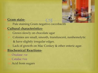  Gram stain-
 Pale staining Gram negative coccobacilli
 Cultural characteristics-
 Grows slowly on chocolate agar
 Colonies are small, smooth, transluscent, nonhemolytic
& have slightly irregular edges.
 Lack of growth on Mac Conkey & other enteric agar.
 Biochemical Reactions-
 Oxidase -ve
 Catalse +ve
 Acid from sugars
 