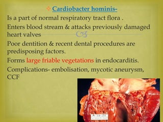 
Cardiobacter hominis-
Is a part of normal respiratory tract flora .
Enters blood stream & attacks previously damaged
heart valves
Poor dentition & recent dental procedures are
predisposing factors.
Forms large friable vegetations in endocarditis.
Complications- embolisation, mycotic aneurysm,
CCF
 