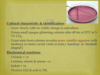  Cultural charactristic & identification-
 Grow slowly with no visible change in subculture.
 Forms small opaque glistening colonies after 48 hrs at 35°C in 5-
7% CO₂.
 Gram stain from colonies reveales gram variable organism with
tendency to retain crystal violet at ends.( ‘teardrop’ or ‘dumbell
shaped’)
 Biochemical reactions-
 Oxidase + ve
 Catalase, nitrate & urease -ve.
 Indole + ve
 Produce H₂S & acid in TSI.
 