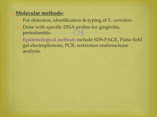 
 Molecular methods-
 For detection, identification & typing of E. corrodens .
 Done with specific DNA probes for gingivitis,
periodontitis.
 Epidemological methods include SDS-PAGE, Pulse field
gel electrophoresis, PCR, restriction endonuclease
analysis.
 