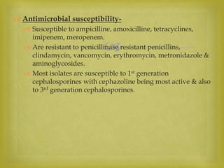
 Antimicrobial susceptibility-
 Susceptible to ampicilline, amoxicilline, tetracyclines,
imipenem, meropenem.
 Are resistant to penicillinase resistant penicillins,
clindamycin, vancomycin, erythromycin, metronidazole &
aminoglycosides.
 Most isolates are susceptible to 1st generation
cephalosporines with cephazoline being most active & also
to 3rd generation cephalosporines.
 