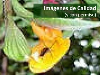 Imágenes de Calidad (y con permiso) 