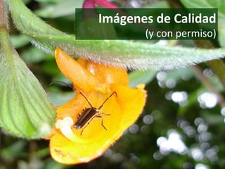 Imágenes de Calidad (y con permiso) 