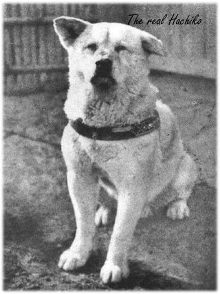 The real Hachiko 