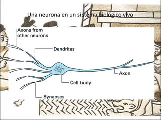 Una neurona en un sistema biológico vivo 