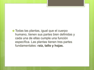  Todas las plantas, igual que el cuerpo
humano, tienen sus partes bien definidas y
cada una de ellas cumple una función
específica. Las plantas tienen tres partes
fundamentales: raíz, tallo y hojas.
 