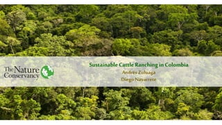Sustainable Cattle RanchinginColombia
Andrés Zuluaga
Diego Navarrete
 