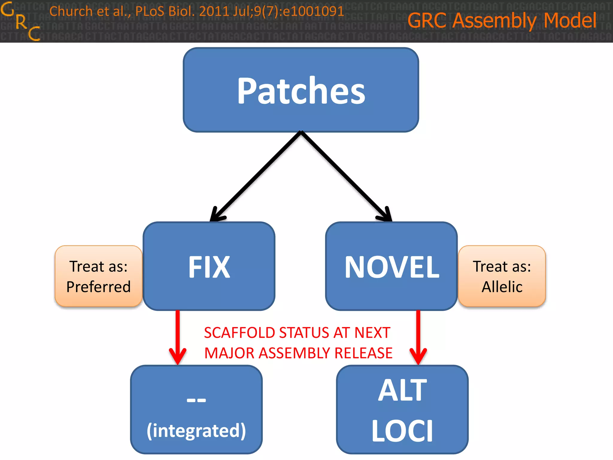 Assembly (e.g. GRCh38.p1)
Primary
Assembly
Unit
Non-nuclear
assembly unit
(e.g. MT)
ALT
1
ALT
2
ALT
3
ALT
4
ALT
5
ALT
6
ALT
7
PAR
Genomic
Region
(MHC)
Genomic
Region
(UGT2B17)
Genomic
Region
(MAPT)
Church et al., PLoS Biol. 2011 Jul;9(7):e1001091
Patches
Genomic
Region
(ABO)
Genomic
Region
(FOXO6)
Genomic
Region
(FCGBP)
GRC Assembly Model
Patches
FIX NOVEL
SCAFFOLD STATUS AT NEXT
MAJOR ASSEMBLY RELEASE
ALT
LOCI
--
(integrated)
Treat as:
Allelic
Treat as:
Preferred
 