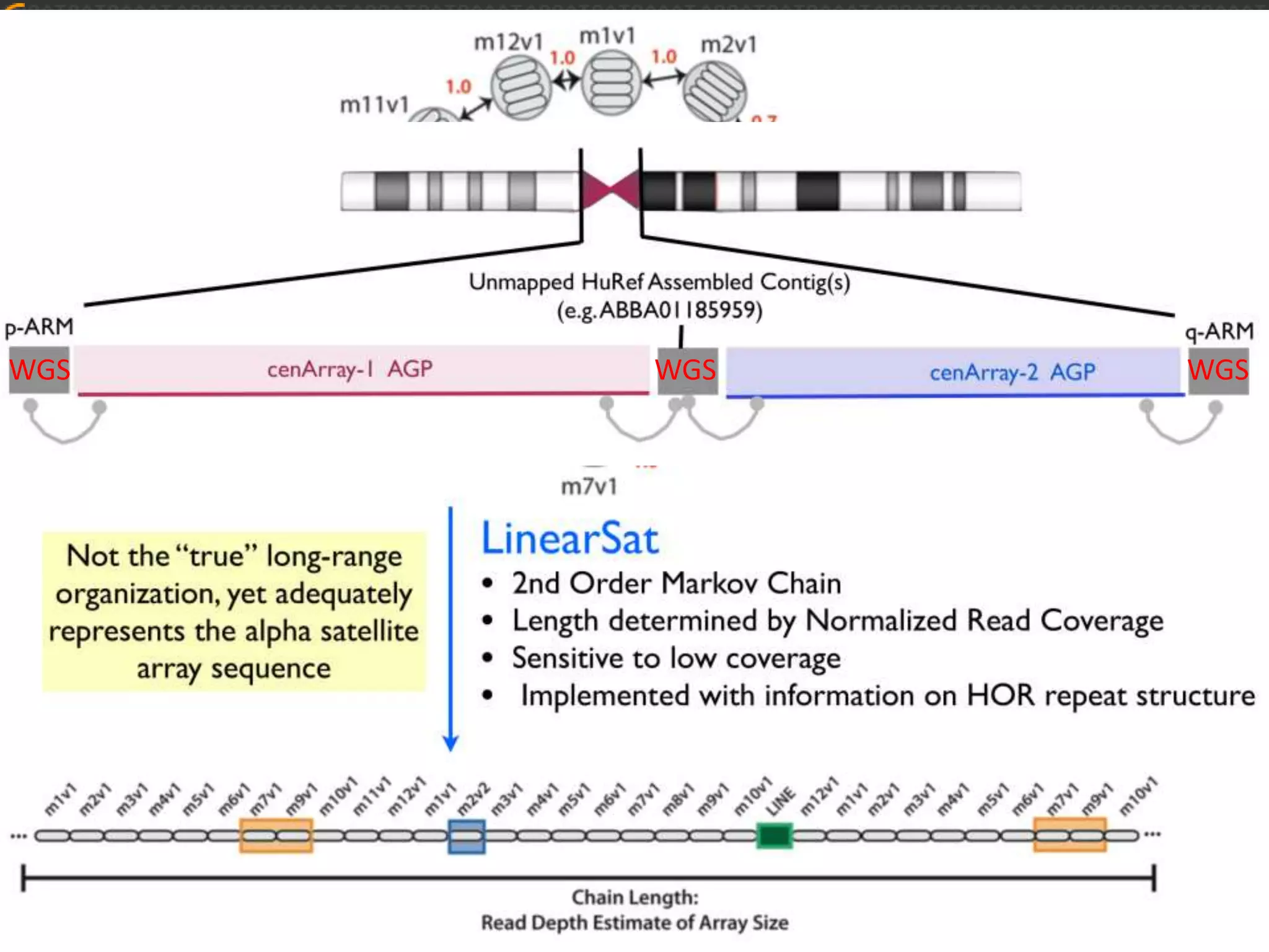 GRCh38 Model Centromeres
WGS WGS WGS
 