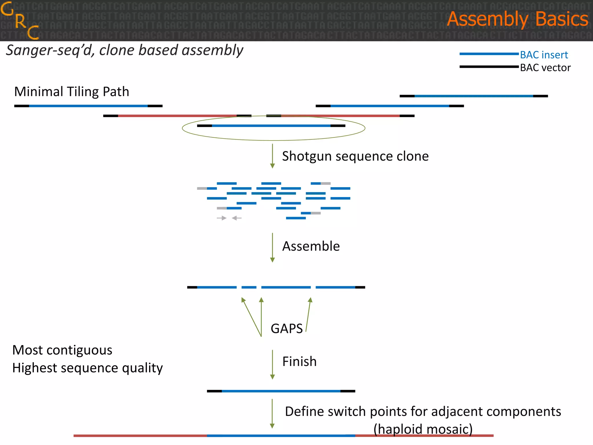 Assembly Basics
Sanger-seq’d, clone based assembly BAC insert
BAC vector
Shotgun sequence clone
Assemble
GAPS
Finish
Minimal Tiling Path
Define switch points for adjacent components
(haploid mosaic)
Most contiguous
Highest sequence quality
 