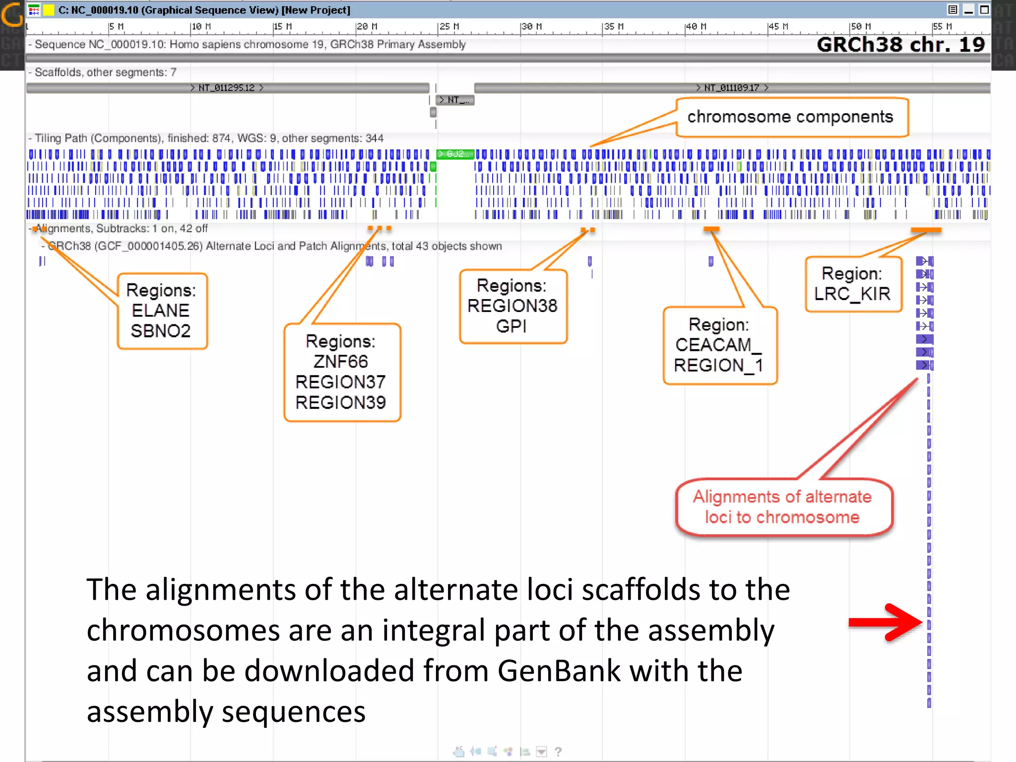 The alignments of the alternate loci scaffolds to the
chromosomes are an integral part of the assembly
and can be downloaded from GenBank with the
assembly sequences
 