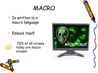MACRO 
• Is written in a 
macro language 
• Embed itself 
75% of all viruses 
today are macro 
viruses 
 