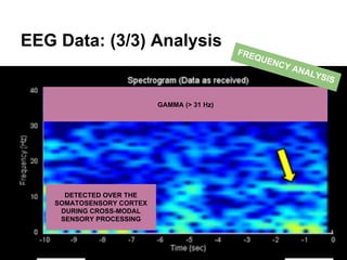 EEG Data: (3/3) Analysis
GAMMA (> 31 Hz)
DETECTED OVER THE
SOMATOSENSORY CORTEX
DURING CROSS-MODAL
SENSORY PROCESSING
FREQUENCY ANALYSIS
 