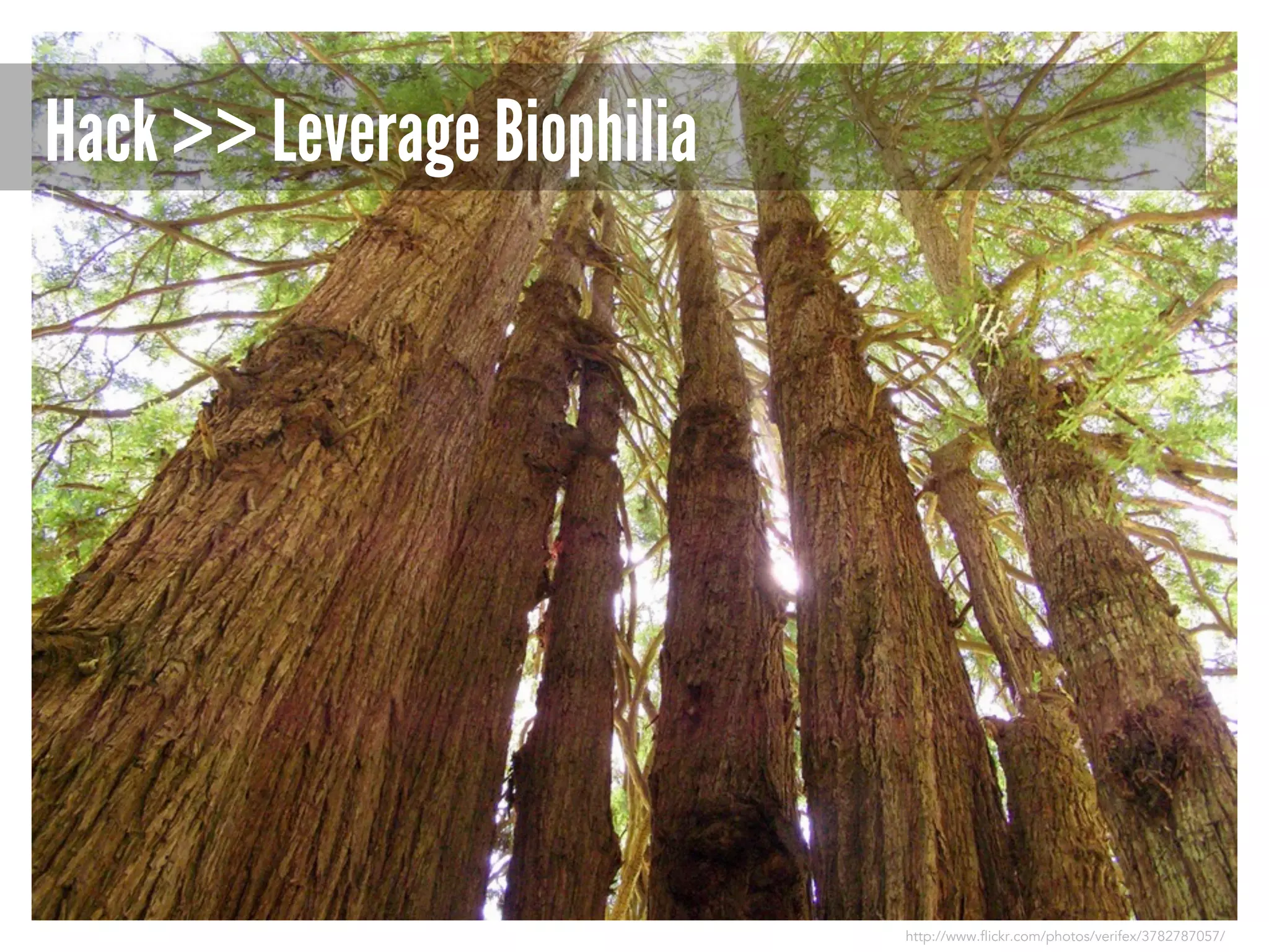 Hack >> Leverage Biophilia

http://www.flickr.com/photos/verifex/3782787057/

 