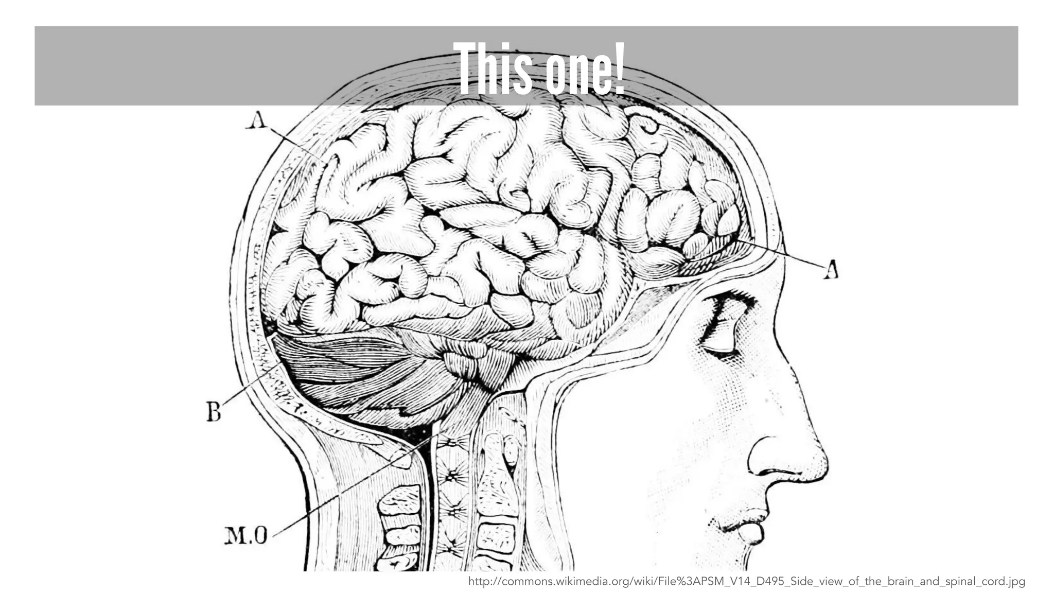 This one! 
http://commons.wikimedia.org/wiki/File%3APSM_V14_D495_Side_view_of_the_brain_and_spinal_cord.jpg 
 