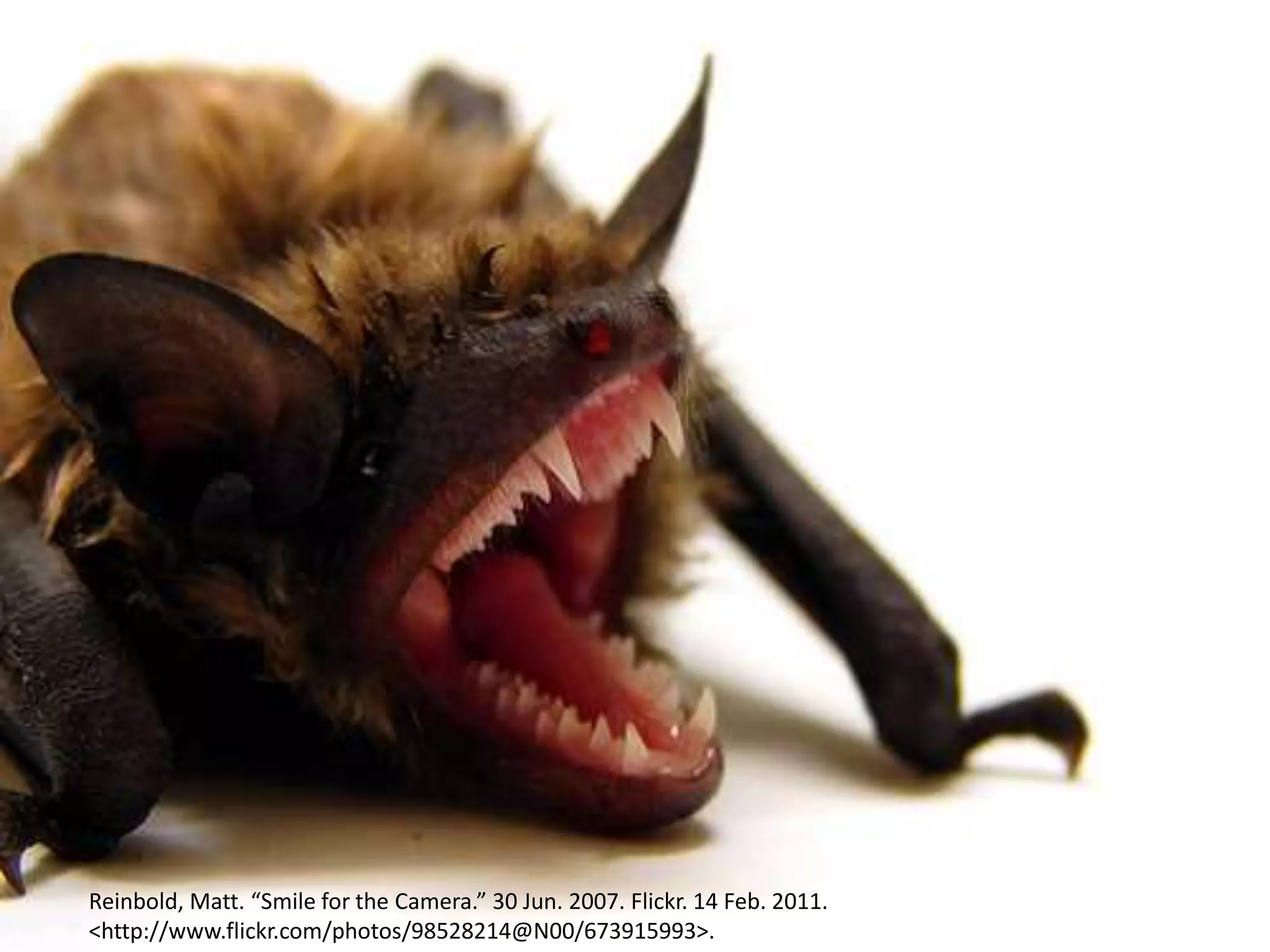 Reinbold, Matt. “Smile for the Camera.” 30 Jun. 2007. Flickr. 14 Feb. 2011.
<http://www.flickr.com/photos/98528214@N00/673915993>.
 