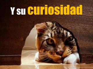 Y su curiosidad
 