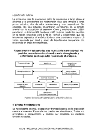 HACRE - MODULO DE CAPACITACIÓN PARA ATENCIÓN PRIMARIA
Hipertensión arterial
La evidencia para la asociación entre la exposición a largo plazo al
arsénico y la prevalencia de hipertensión está sólo limitada a unos
pocos estudios, dos de ellos ambientales y uno ocupacional. Sin
embargo, los tres estudios encontraron elevaciones en la tensión
arterial con la exposición al arsénico. Chen y colaboradores (1995)
estudiaron un total de 382 hombres y 516 mujeres residentes de villas
en la región endémica para EPN en Taiwán y encontraron que los
residentes expuestos al arsénico tuvieron una prevalencia mayor (1,5
veces, ajustada por edad y sexo) de hipertensión comparada con
residentes en áreas no endémicas.
Representación esquemática que muestra de manera global los
posibles mecanismos involucrados en la aterogénesis y
enfermedad cardiovascular relacionada al arsénico.
Fuente: Simeonova P. (2004) Arsenic and atherosclerosis.
6- Efectos hematológicos
Se han descrito anemia, leucopenia y trombocitopenia en la exposición
crónica al arsénico. Estos efectos pueden ser simultáneos. Todos son
reversibles e inespecíficos y podrían ser resultado de múltiples
factores causales.
 
