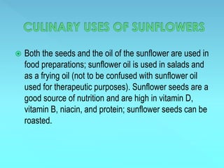  Both the seeds and the oil of the sunflower are used in
food preparations; sunflower oil is used in salads and
as a frying oil (not to be confused with sunflower oil
used for therapeutic purposes). Sunflower seeds are a
good source of nutrition and are high in vitamin D,
vitamin B, niacin, and protein; sunflower seeds can be
roasted.
 