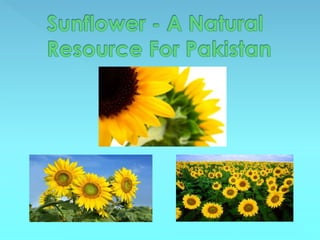 Sunflower, a natural resource for Pakistan