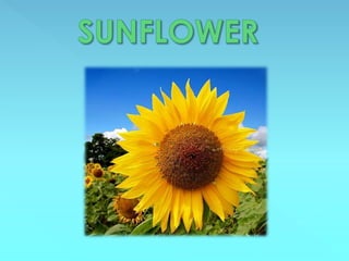 Sunflower, a natural resource for Pakistan