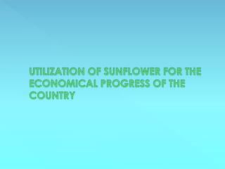 Sunflower, a natural resource for Pakistan