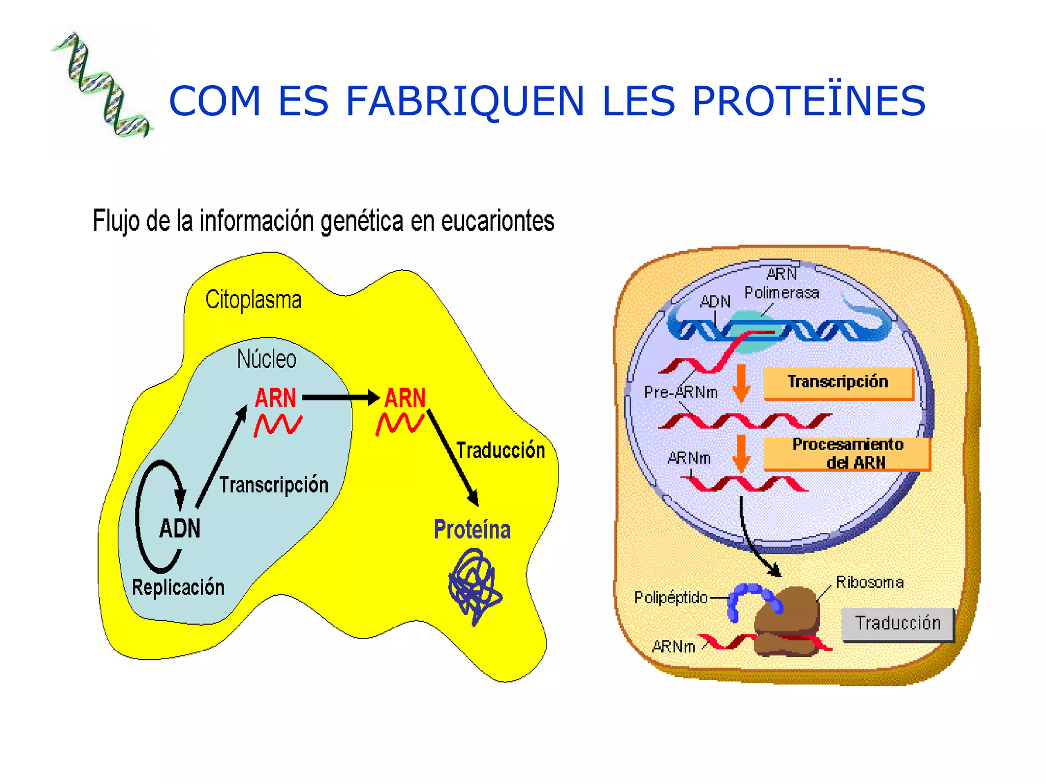 COM ES FABRIQUEN LES PROTEÏNES 