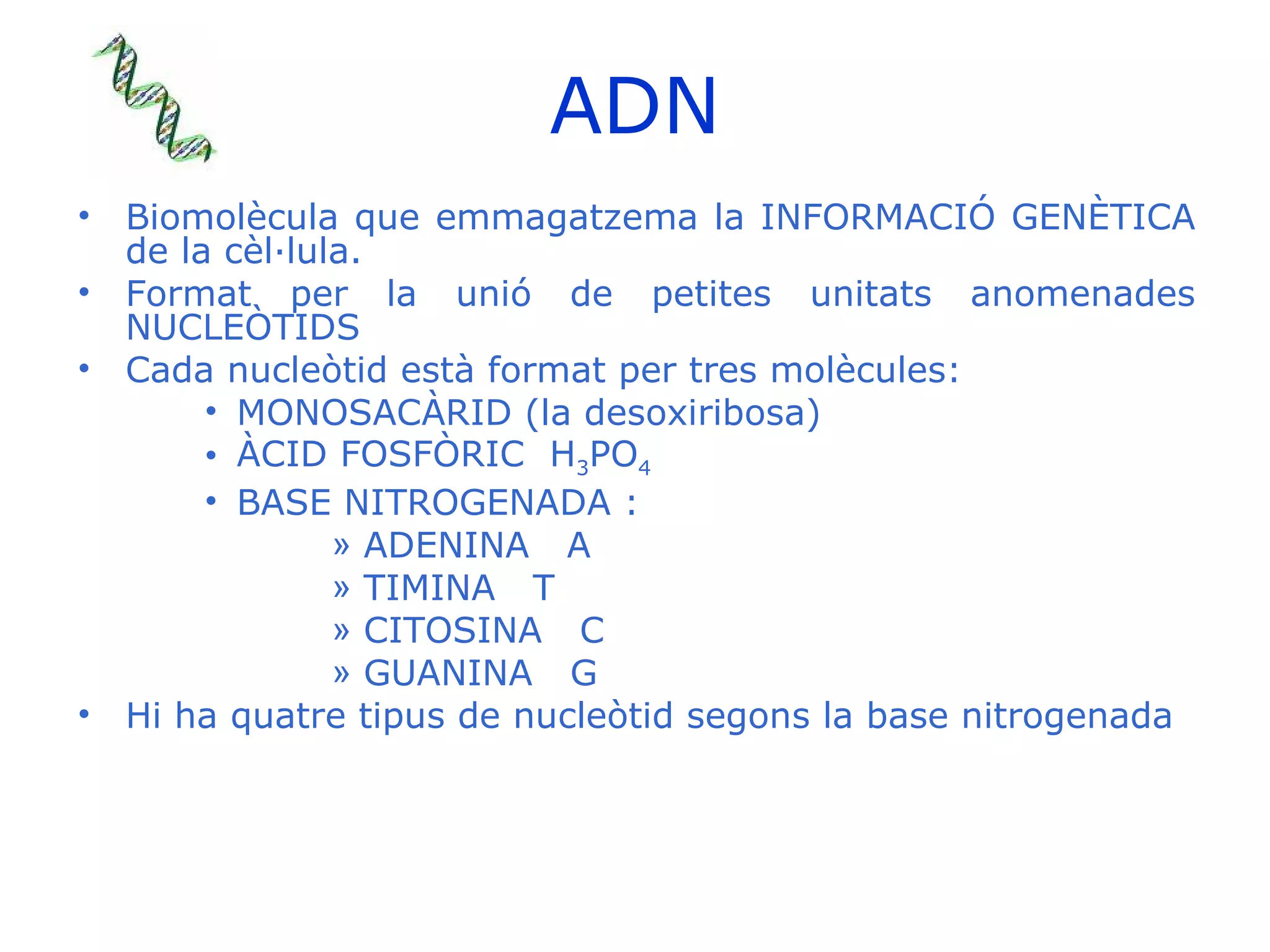 ADN Biomolècula que emmagatzema la INFORMACIÓ GENÈTICA de la cèl·lula. Format per la unió de petites unitats anomenades NUCLEÒTIDS Cada nucleòtid està format per tres molècules: MONOSACÀRID (la desoxiribosa) ÀCID FOSFÒRIC  H 3 PO 4 BASE NITROGENADA : ADENINA  A TIMINA  T CITOSINA  C GUANINA  G Hi ha quatre tipus de nucleòtid segons la base nitrogenada 