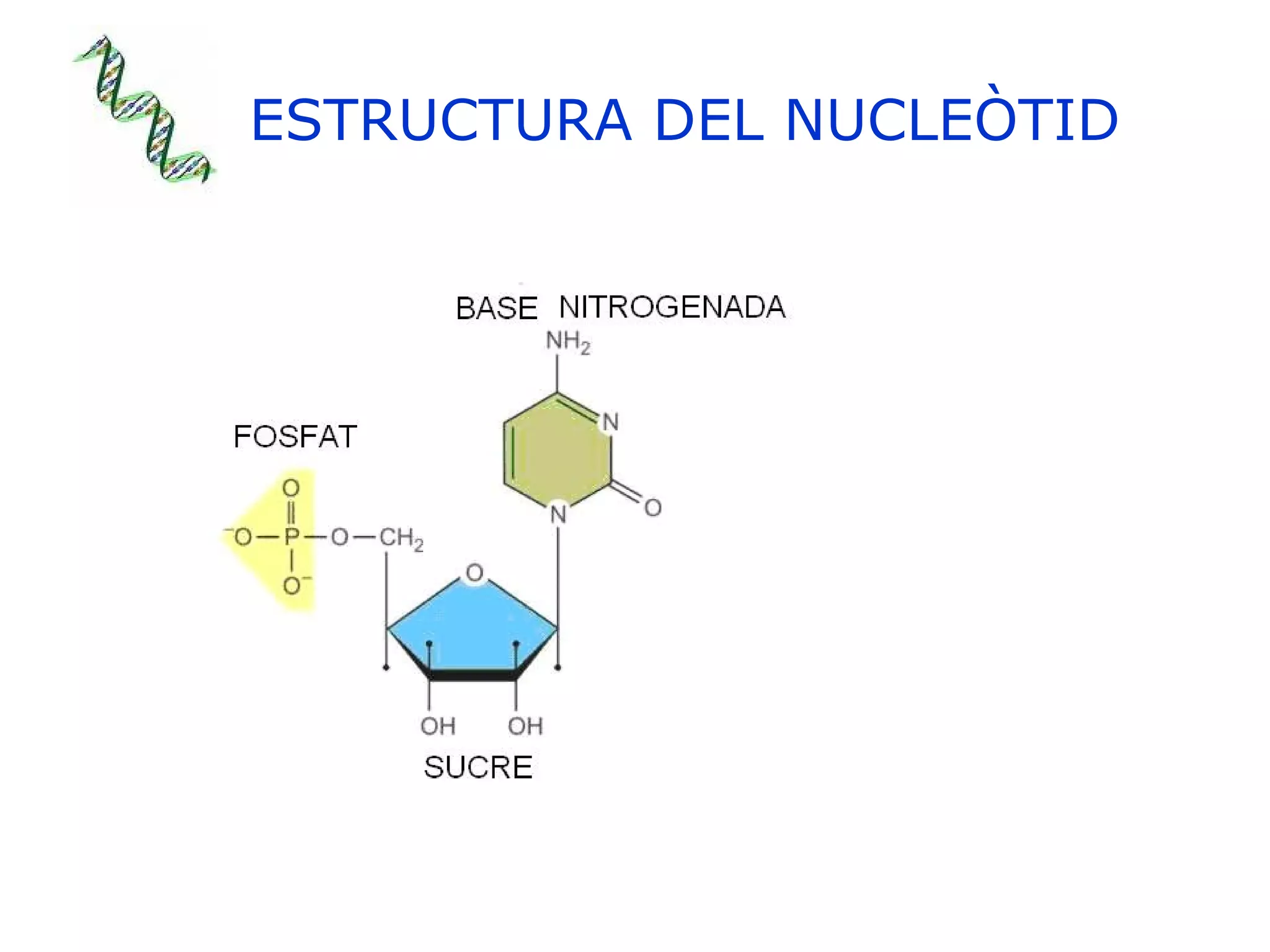 ESTRUCTURA DEL NUCLEÒTID 