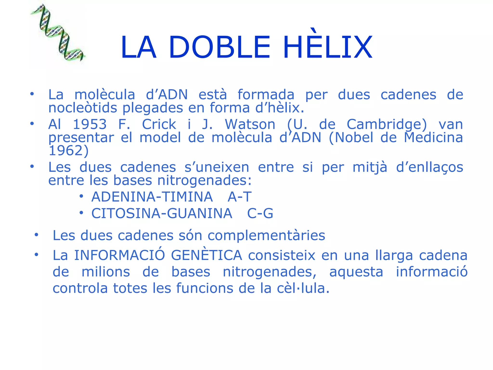 LA DOBLE   HÈLIX La molècula d’ADN està formada per dues cadenes de nocleòtids plegades en forma d’hèlix. Al 1953 F. Crick i J. Watson (U. de Cambridge) van presentar el model de molècula d’ADN (Nobel de Medicina 1962) Les dues cadenes s’uneixen entre si per mitjà d’enllaços entre les bases nitrogenades: ADENINA-TIMINA  A-T CITOSINA-GUANINA  C-G Les dues cadenes són complementàries La INFORMACIÓ GENÈTICA consisteix en una llarga cadena de milions de bases nitrogenades, aquesta informació controla totes les funcions de la cèl·lula. 