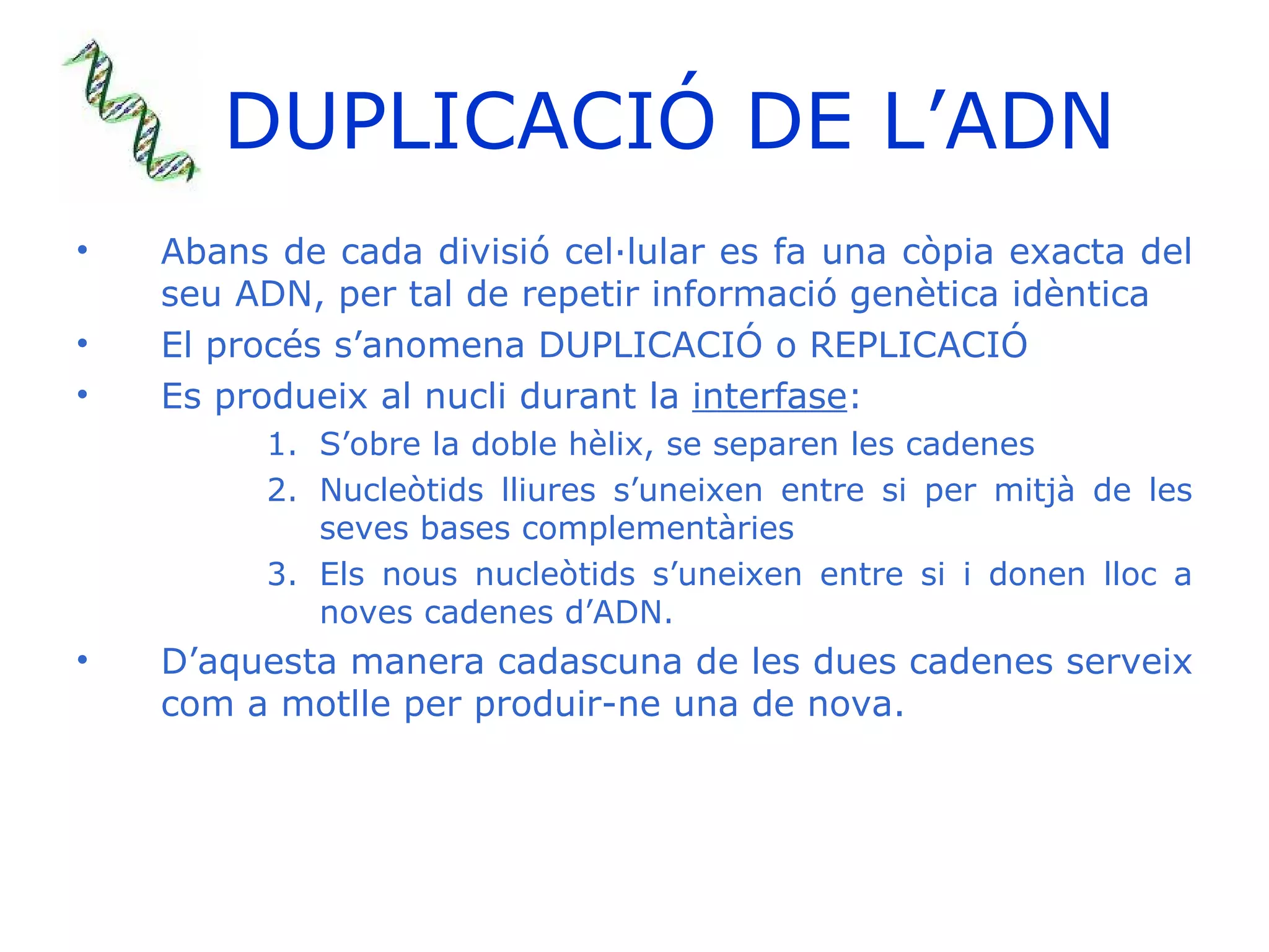 DUPLICACIÓ DE L’ADN Abans de cada divisió cel·lular es fa una còpia exacta del seu ADN, per tal de repetir informació genètica idèntica El procés s’anomena DUPLICACIÓ o REPLICACIÓ Es produeix al nucli durant la  interfase : S’obre la doble hèlix, se separen les cadenes Nucleòtids lliures s’uneixen entre si per mitjà de les seves bases complementàries Els nous nucleòtids s’uneixen entre si i donen lloc a noves cadenes d’ADN. D’aquesta manera cadascuna de les dues cadenes serveix com a motlle per produir-ne una de nova. 
