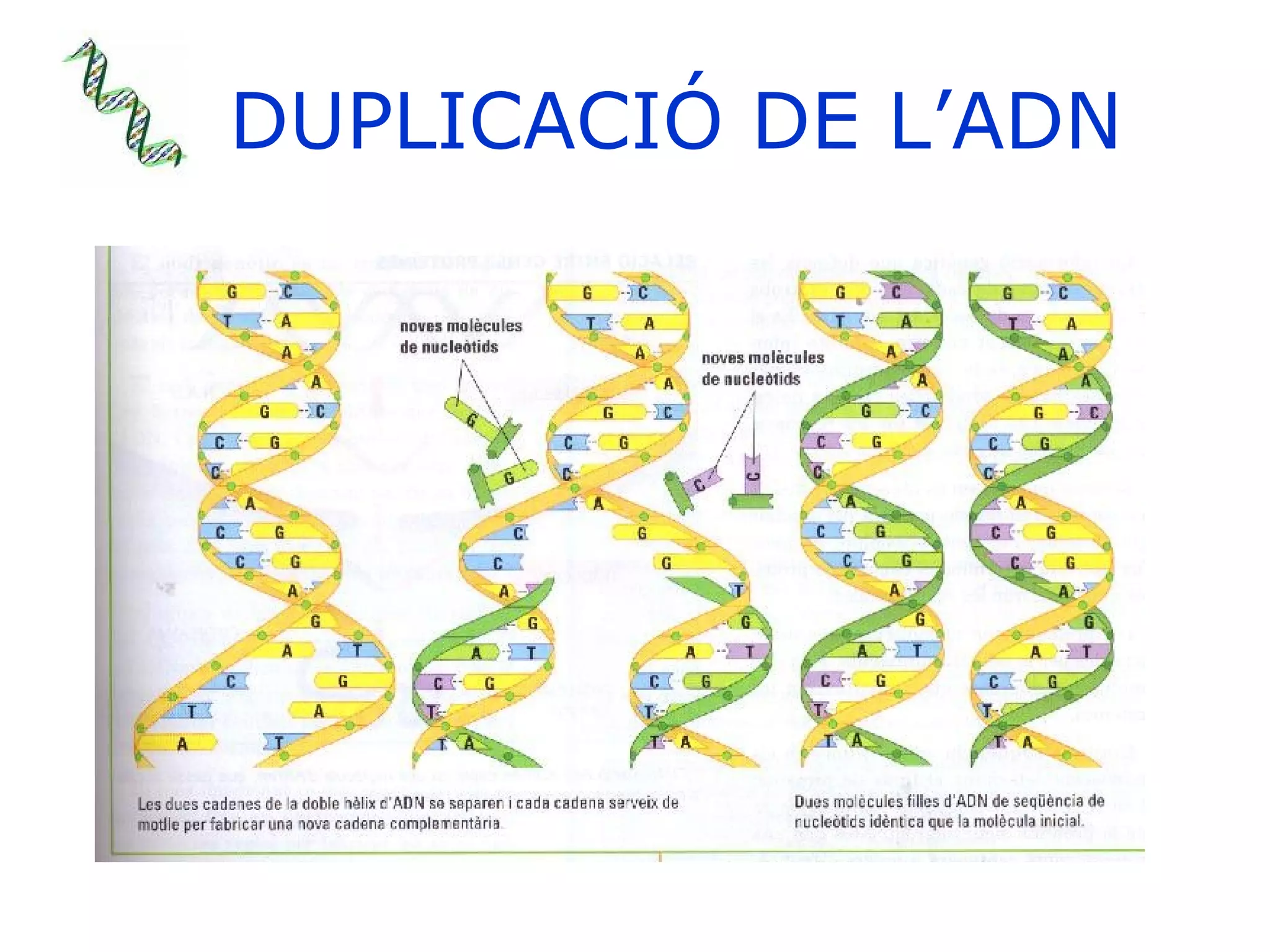 DUPLICACIÓ DE L’ADN 