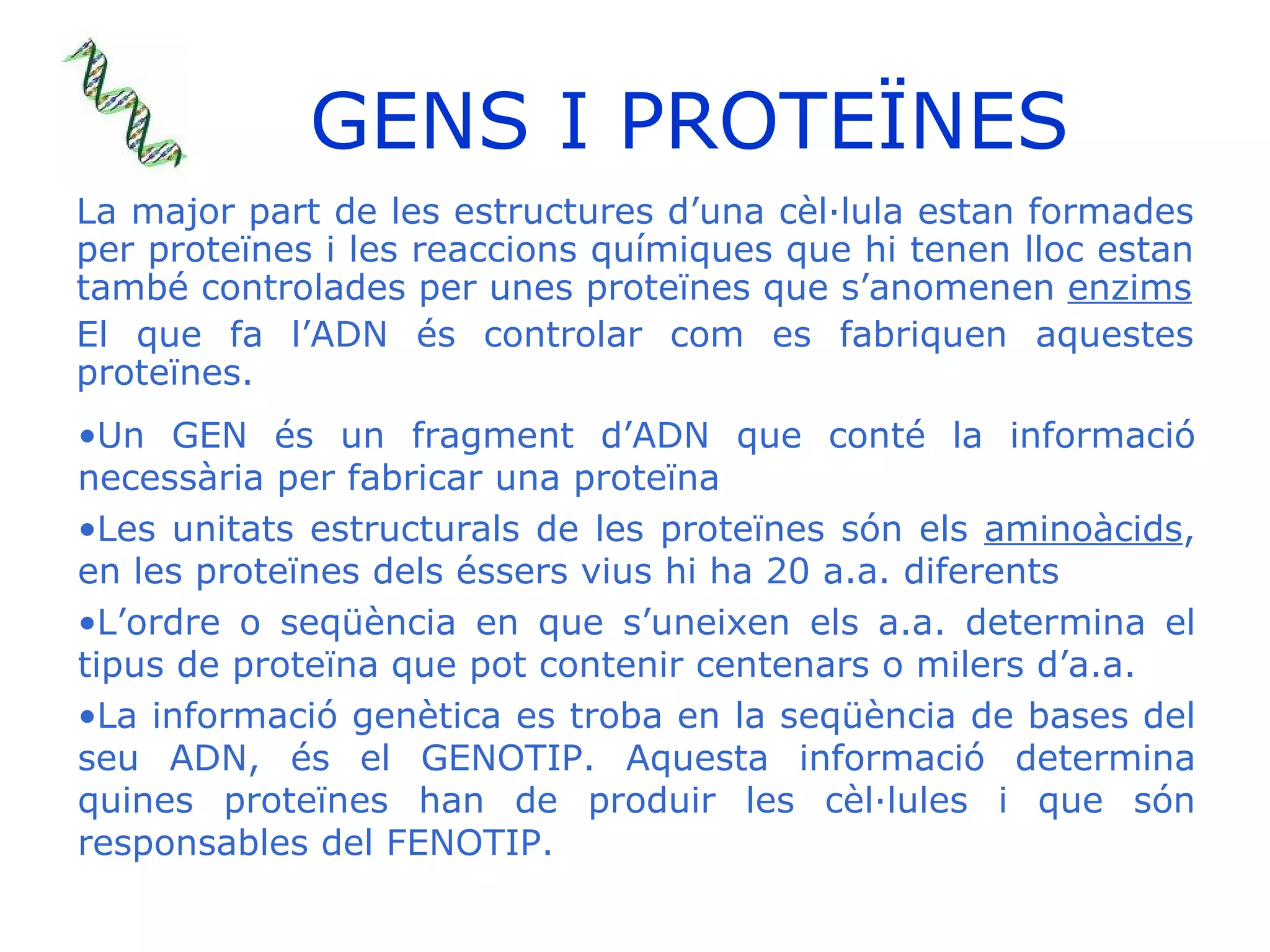 GENS I PROTEÏNES La major part de les estructures d’una cèl·lula estan formades per proteïnes i les reaccions químiques que hi tenen lloc estan també controlades per unes proteïnes que s’anomenen  enzims El que fa l’ADN és controlar com es fabriquen aquestes proteïnes. Un GEN és un fragment d’ADN que conté la informació necessària per fabricar una proteïna Les unitats estructurals de les proteïnes són els  aminoàcids , en les proteïnes dels éssers vius hi ha 20 a.a. diferents L’ordre o seqüència en que s’uneixen els a.a. determina el tipus de proteïna que pot contenir centenars o milers d’a.a. La informació genètica es troba en la seqüència de bases del seu ADN, és el GENOTIP. Aquesta informació determina quines proteïnes han de produir les cèl·lules i que són responsables del FENOTIP. 