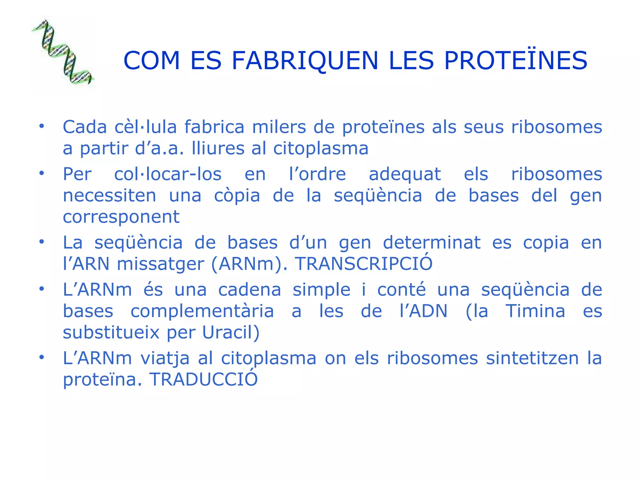 COM ES FABRIQUEN LES PROTEÏNES Cada cèl·lula fabrica milers de proteïnes als seus ribosomes a partir d’a.a. lliures al citoplasma Per col·locar-los en l’ordre adequat els ribosomes necessiten una còpia de la seqüència de bases del gen corresponent La seqüència de bases d’un gen determinat es copia en l’ARN missatger (ARNm). TRANSCRIPCIÓ L’ARNm és una cadena simple i conté una seqüència de bases complementària a les de l’ADN (la Timina es substitueix per Uracil) L’ARNm viatja al citoplasma on els ribosomes sintetitzen la proteïna. TRADUCCIÓ 