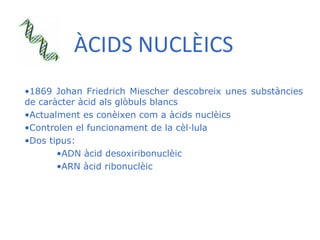 ÀCIDS NUCLÈICS <ul><li>1869 Johan Friedrich Miescher descobreix unes substàncies de caràcter àcid als glòbuls blancs </li>...