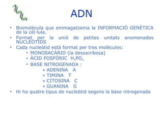 ADN <ul><li>Biomolècula que emmagatzema la INFORMACIÓ GENÈTICA de la cèl·lula. </li></ul><ul><li>Format per la unió de pet...