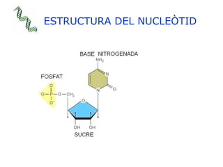 ESTRUCTURA DEL NUCLEÒTID 