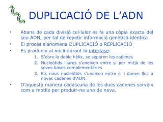 DUPLICACIÓ DE L’ADN <ul><li>Abans de cada divisió cel·lular es fa una còpia exacta del seu ADN, per tal de repetir informa...