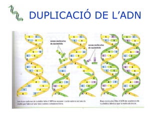 DUPLICACIÓ DE L’ADN 