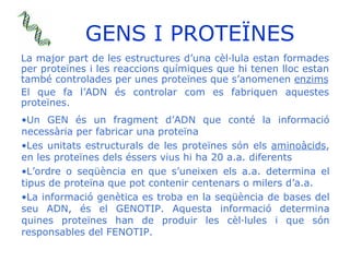 GENS I PROTEÏNES <ul><li>La major part de les estructures d’una cèl·lula estan formades per proteïnes i les reaccions quím...