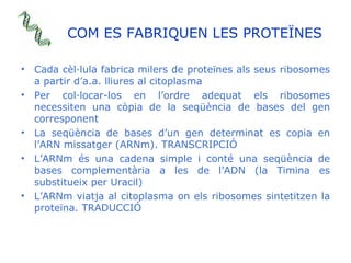 COM ES FABRIQUEN LES PROTEÏNES <ul><li>Cada cèl·lula fabrica milers de proteïnes als seus ribosomes a partir d’a.a. lliure...