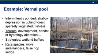 14
Example: Vernal pool
- Intermittently ponded, shallow
depression in upland forest;
sparsely vegetated, fishless
- Threats: development, habitat
or hydrology alteration…
- Strategies: wetland buffers
- Rare species: mole
salamanders, false hop
sedge Photo by Greg Edinger
 