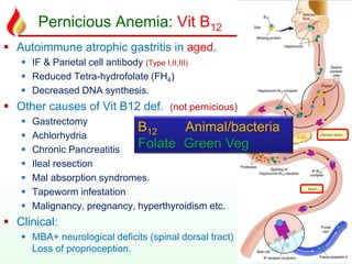 Pernicious Anemia: Vit B12
 Autoimmune atrophic gastritis in aged.
 IF & Parietal cell antibody (Type I,II,III)
 Reduced Tetra-hydrofolate (FH4)
 Decreased DNA synthesis.
 Other causes of Vit B12 def. (not pernicious)
 Gastrectomy
 Achlorhydria
 Chronic Pancreatitis
 Ileal resection
 Mal absorption syndromes.
 Tapeworm infestation
 Malignancy, pregnancy, hyperthyroidism etc.
 Clinical:
 MBA+ neurological deficits (spinal dorsal tract)
Loss of proprioception.
B12 Animal/bacteria
Folate Green Veg
 