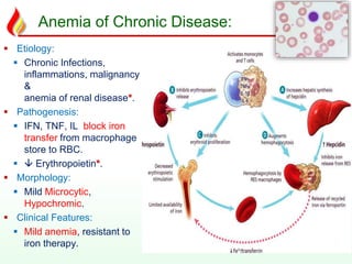 Anemia of Chronic Disease:
 Etiology:
 Chronic Infections,
inflammations, malignancy
&
anemia of renal disease*.
 Pathogenesis:
 IFN, TNF, IL block iron
transfer from macrophage
store to RBC.
  Erythropoietin*.
 Morphology:
 Mild Microcytic,
Hypochromic.
 Clinical Features:
 Mild anemia, resistant to
iron therapy.
 