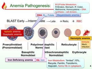 Proerythroblast
(Pronormoblast)
Basophilic
Normoblast
Polychromatophilic
Normoblast
Orthochromatophilic
Normoblast
Reticulocyte
Erythrocyte
BLAST Early Intermediate Late  Retic.  RBC
Anemia Pathogenesis:
4
DNA: B12, Folate
B12/Folate Metabolism:
R Binders, Stomach, IF, Colon,
Methionine, Homocysteine – DNA
synthesis – cell division.
Megaloblastic anemia
Hb: Iron Iron Metabolism: “limited”,10%,
Recycle, Ferritin, Transferrin,
Hepcidin, forms Hb in cytoplasm.
Iron Deficiency anemia
Hemolytic anemia
Immune
Mech.
Infection
Aplastic anemia
Dysplastic anemia
 