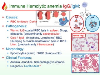 Immune Hemolytic anemia IgG/IgM:
 Causes:
 RBC Antibody (Commonest.)
 Pathogenesis:
 Warm / IgG coated RBC lysis in spleen. Drugs,
Idiopathic. (predominantly extravascular)
 Cold / IgM - (Infections, Lymphoma) RBC
Clumping & complement fixation lysis in BV &
Liver. (predominantly intravascular)
 Morphology:
 Spherocytes (warm) / RBC clumps (cold).
 Clinical Features:
 Anemia, Jaundice. Splenomegaly in chronic.
 Diagnosis: Comb’s test *.
IgG
WARM
IgM
COLD
WARM / IgG
COLD / IgM
IgG Antibody
 