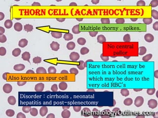 Thorn cell (acanthocytes)
Multiple thorny , spikes.

No central
pallor

Also known as spur cell

Rare thorn cell may be
seen in a blood smear
which may be due to the
very old RBC’s

Disorder : cirrhosis , neonatal
hepatitis and post-splenectomy

 
